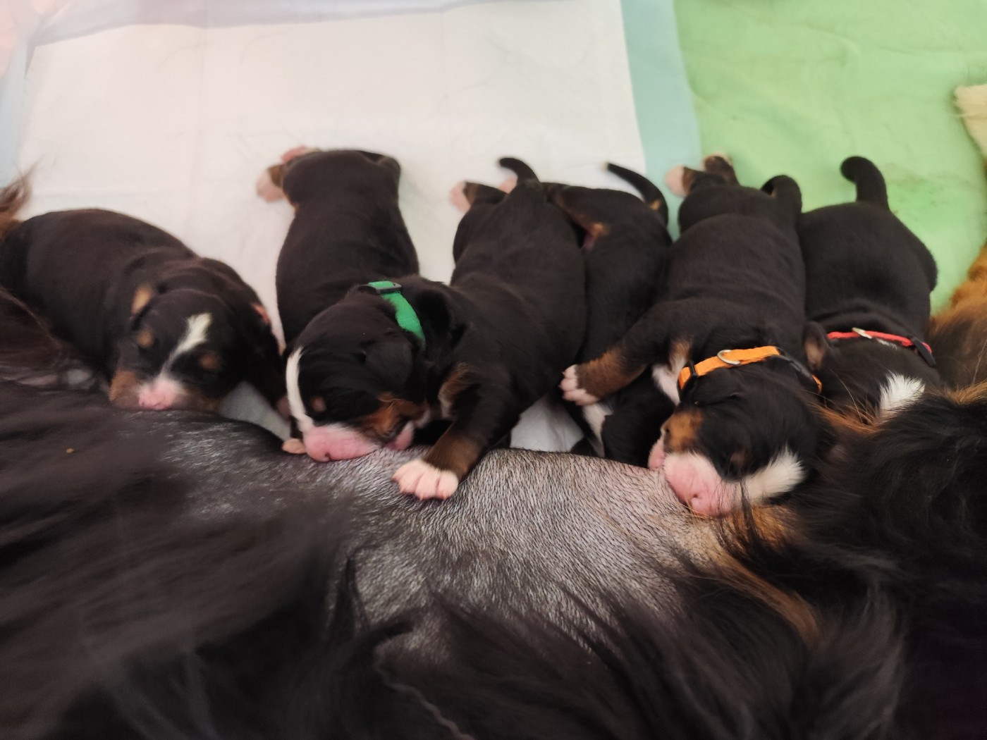 Une portée pleine de bonheur