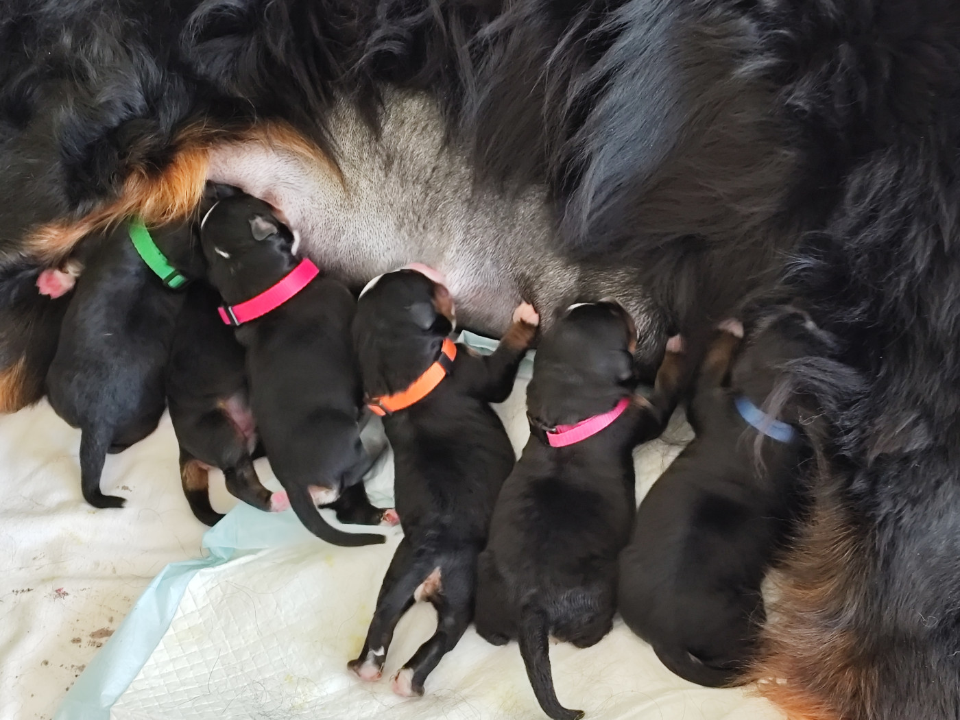 Chiot Bouvier Bernois De La Pierre Qui Croule
