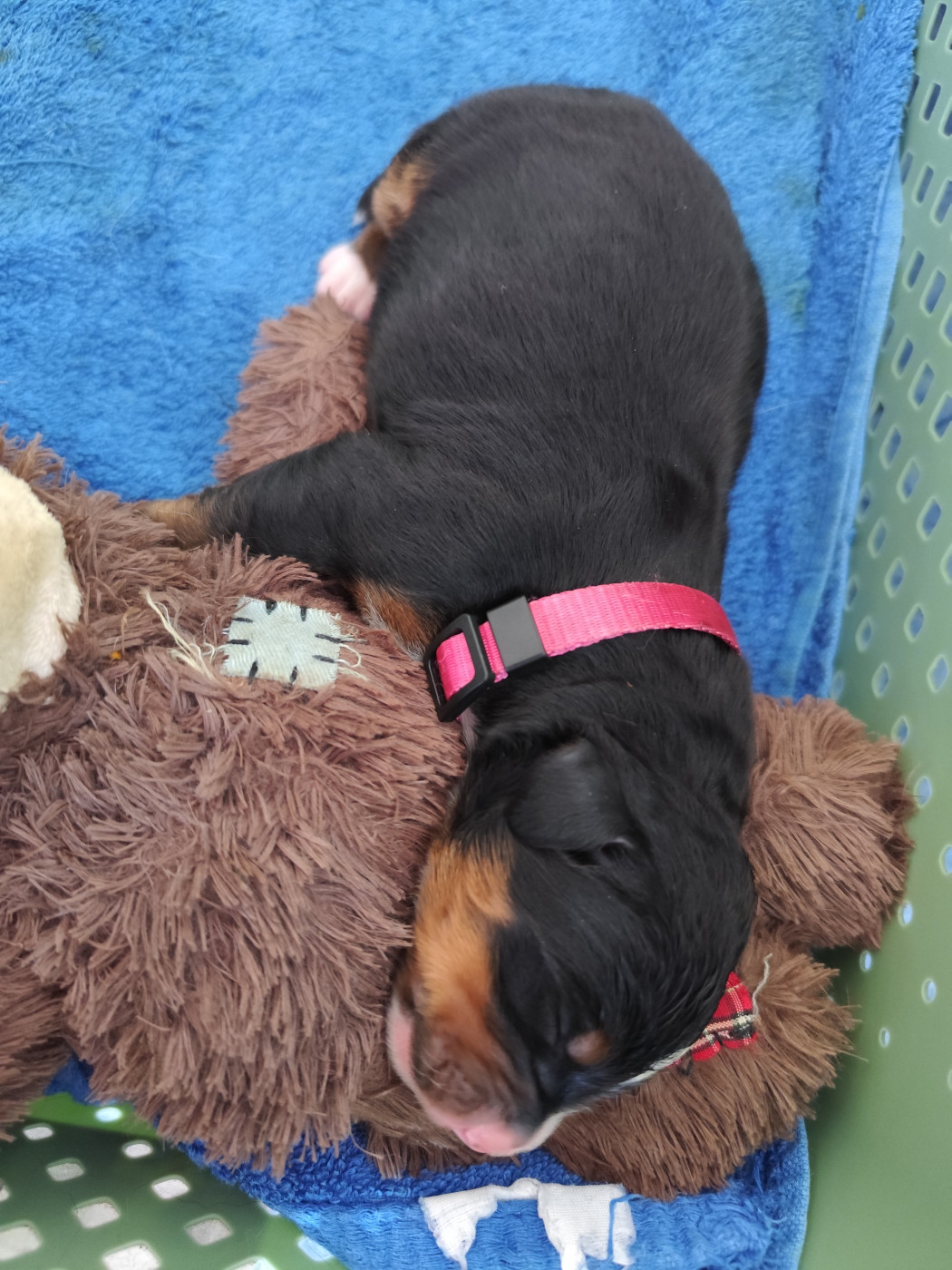 De La Pierre Qui Croule - Chiots disponibles - Bouvier Bernois