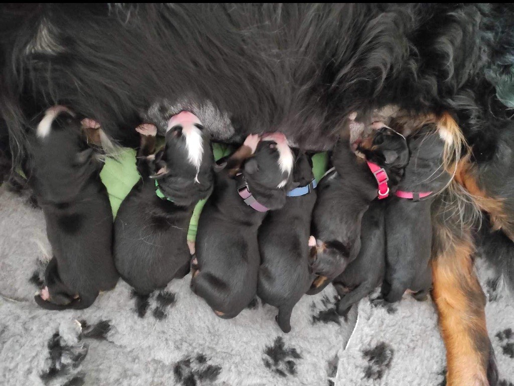 Chiot Bouvier Bernois De La Pierre Qui Croule